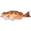 Sebastes thompsoni (Jordan et Hubbs, 1925)