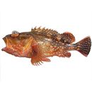 Sebastiscus tertius (Barsukov et Chen, 1978)