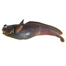 Physiculus japonicus Hilgendorf, 1879