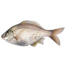 Ditrema temminckii pacificum Katafuchi et Nakabo, 2007