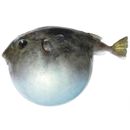 Sphoeroides pachygaster (Muller et Troschel, 1848)