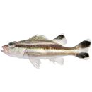 Niphon spinosus Cuvier, 1828