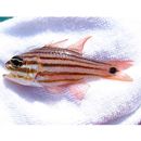 Ostorhinchus endekataenia (Bleeker, 1852)