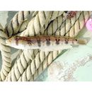 Parapercis sexfasciata (Temminck et Schlegel, 1843)