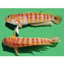 Parapercis multifasciata Doderlein, 1884