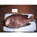 Oplegnathus fasciatus (Temminck et Schlegel, 1844)