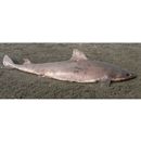 Squalus mitsukurii Jordan et Snyder, 1903