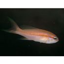 Tosana niwae Smith et Pope, 1906