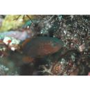 Epinephelus akaara (Temminck et Schlegel, 1842)