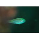 Chromis weberi Fowler et Bean, 1928