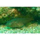 Epinephelus akaara (Temminck et Schlegel, 1842)