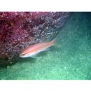 Tosana niwae Smith et Pope, 1906