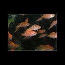 Sebastes thompsoni (Jordan et Hubbs, 1925)