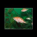 Sebastes joyneri Gunther, 1878