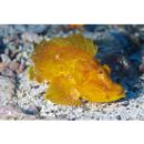 Rhinopias argoliba Eschmeyer, Hirosaki et Abe, 1973