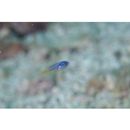 Pomacentrus coelestis Jordan et Starks, 1901