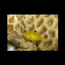 Stegastes obreptus (Whitley, 1948)