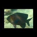 Stegastes obreptus (Whitley, 1948)