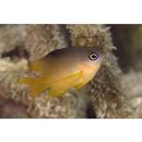 Stegastes nigricans (Lacepede, 1802)