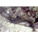 Stegastes nigricans (Lacepede, 1802)