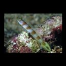 Amblyeleotris yanoi Aonuma et Yoshino, 1996