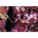 Kyonemichthys rumengani Gomon, 2007