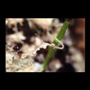 Kyonemichthys rumengani Gomon, 2007