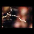 Kyonemichthys rumengani Gomon, 2007