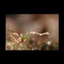 Kyonemichthys rumengani Gomon, 2007