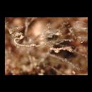 Kyonemichthys rumengani Gomon, 2007