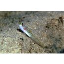 クサハゼ近似種2