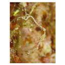 Kyonemichthys rumengani Gomon, 2007