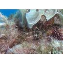 Petroscirtes variabilis Cantor, 1850