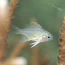 Amblyglyphidodon curacao (Bloch, 1787)