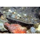 Eleotris acanthopoma Bleeker, 1853