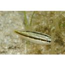 Scolopsis monogramma (Cuvier, 1830)