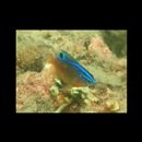 Pomacentrus sp. 2