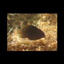 Stegastes albifasciatus (Schlegel et Muller, 1839)