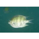 Amblyglyphidodon curacao (Bloch, 1787)