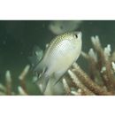 Amblyglyphidodon batunai Allen, 1995