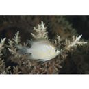 Amblyglyphidodon batunai Allen, 1995