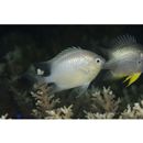 Amblyglyphidodon batunai Allen, 1995