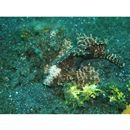 Paracentropogon longispinis (Cuvier, 1829)