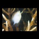 Amblyglyphidodon batunai Allen, 1995