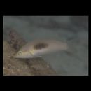 Halichoeres chloropterus (Bloch, 1791)