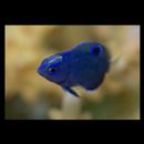 Pomacentrus burroughi Fowler, 1918