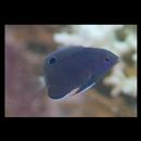 Pomacentrus burroughi Fowler, 1918