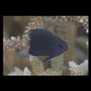 Pomacentrus burroughi Fowler, 1918