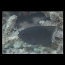 Pomacentrus burroughi Fowler, 1918