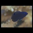 Pomacentrus burroughi Fowler, 1918